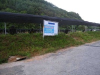 유료터정보 > 유료터조행기 > 8/3일 청도금촌낚시터, 8/4일 무릉도원 조행기입니다.