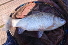 유료터정보 > 유료터조행기 > Mission Clear - 동암낚시터