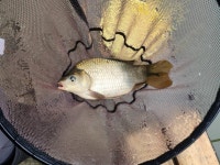 유료터정보 > 유료터조행기 > 여주 관관농원 낚시터 낚시 여행