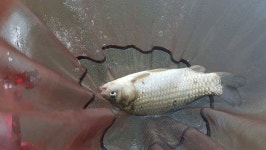 유료터정보 > 유료터조행기 > 신촌낚시터 첫 출조