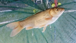 유료터정보 > 유료터조행기 > 인동 사각낚시터에서~ 찐한 손맛