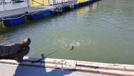 유료터정보 > 유료터조행기 > 인동 사각낚시터에서~ 찐한 손맛