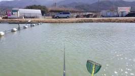 유료터정보 > 유료터조행기 > 인동 사각낚시터에서~ 찐한 손맛