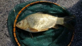 유료터정보 > 유료터조행기 > 인동 사각낚시터에서~ 찐한 손맛