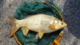 유료터정보 > 유료터조행기 > 인동 사각낚시터에서~ 찐한 손맛