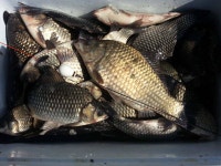 유료터정보 > 유료터조행기 > 경주 동산낚시터~전자탑의 독주