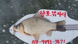 유료터정보 > 유료터조행기 > 항포낚시터 오늘 조황~~