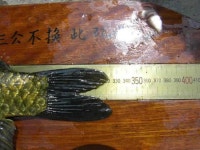 조황조행기 > 특파원조황 > [청도천] 34.5cm 월척외 2수