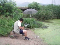 조황조행기 > 특파원조황 > 정당리 제방각지. 오지소류지. 팔봉수로 조황