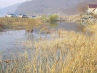 조황조행기 > 특파원조황 > [경주권] 4월8일 36.5cm 월척조황입니다