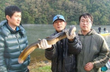 조황조행기 > 특파원조황 > 1.5kg, 1.7kg 대물장어 두수에 붕어 조황도 살아나고...