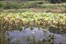 조황조행기 > 특파원조황 > 5짜 대물과 함께 한 시월중순의 조황안내 입니다.