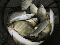 조황조행기 > 특파원조황 > [충주호] 대낚에 올라온 90cm 잉어의 모습과 붕어조황 소식.....