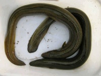 조황조행기 > 특파원조황 > [충주호] 4자붕어에 대물장어, 쏘가리 모습입니다.