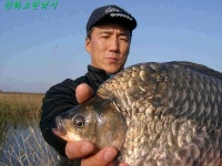 조황조행기 > 특파원조황 > 강화 어류정수로 44cm 대물 붕어 입니다..