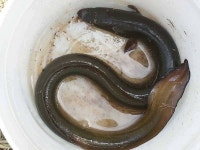 조황조행기 > 특파원조황 > 하천 4짜 대물붕어, 후산 서운 화암리 장어소식...