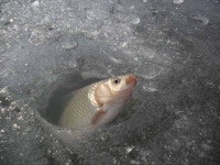 조황조행기 > 특파원조황 > 빙어와붕어