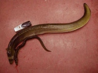 조황조행기 > 특파원조황 > 하천리 월척붕어 장어, 늘푸른 1.9kg 대물장어 소식...