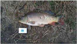 조황조행기 > 특파원조황 > 칠성지 사짜..요도천 조황..