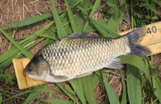 조황조행기 > 특파원조황 > 천수만[부남호]6월10일 42.5cm외 마릿수조황