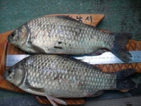 조황조행기 > 특파원조황 > 아!4짜