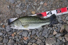 조황조행기 > 특파원조황 > 천수만[부남호]6월5일 40cn대물과 마릿수 조황