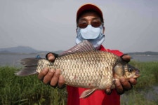 조황조행기 > 특파원조황 > 천수만[부남호]6월7일혹부리 47.5cm외 대물 마릿수조황