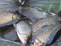 조황조행기 > 특파원조황 > 갈수기 4짜 7월1주차 조황 입니다