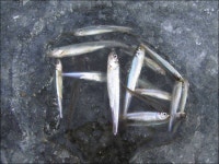 조황조행기 > 특파원조황 > 용성 송림지에 이어 용성지까지 결빙.