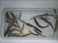 조황조행기 > 특파원조황 > 용성 송림지에 이어 용성지까지 결빙.