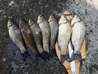 조황조행기 > 특파원조황 > 5월 중순-징금다리 연휴를 앞두고...