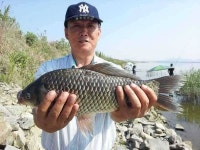 조황조행기 > 특파원조황 > 천수만[부남호] 6월3일 44cm붕어와 마릿수 조황