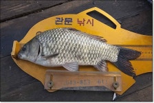 조황조행기 > 특파원조황 > 늘푸른 44.5cm,병호 사짜..