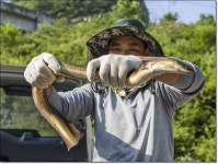 조황조행기 > 특파원조황 > 1.2 키로 장어..솥뚜껑 자라..