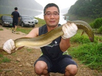조황조행기 > 특파원조황 > 4짜 대물붕어, 1kg이 넘는 대물장어 소식...