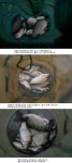 조황조행기 > 특파원조황 > 청도권 청도천 빵빵 터집니다.
