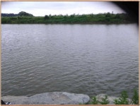 조황조행기 > 특파원조황 > 진위천 조황 소식