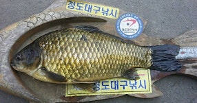 조황조행기 > 특파원조황 > 청도권 지난주 조황정보