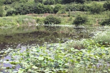 조황조행기 > 특파원조황 > 지금 저수지는 안정기에 접어 들었습니다.