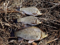 조황조행기 > 특파원조황 > 꽃샘추위와 함께온 봄