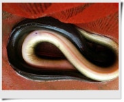 조황조행기 > 특파원조황 > 늘푸른 장어소식