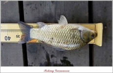 조황조행기 > 특파원조황 > 대류 한버들 45 cm,44 cm,36 cm..화곡지 월척들..