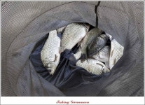 조황조행기 > 특파원조황 > 대류 한버들 41.5 cm 와 사짜급 대물..