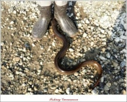 조황조행기 > 특파원조황 > 늘푸른 1.3 kg 장어 소식..