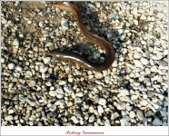 조황조행기 > 특파원조황 > 늘푸른 1.3 kg 장어 소식..