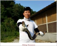 조황조행기 > 특파원조황 > 늘푸른 1.3 kg 장어 소식..