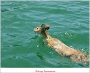 조황조행기 > 특파원조황 > 늘푸른 1.3 kg 장어 소식..