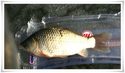 조황조행기 > 특파원조황 > 경산 빙어조황과 저수지 얼음상태