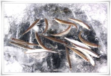 조황조행기 > 특파원조황 > 경산 빙어조황과 저수지 얼음상태