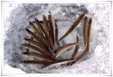 조황조행기 > 특파원조황 > 경산 빙어조황과 저수지 얼음상태